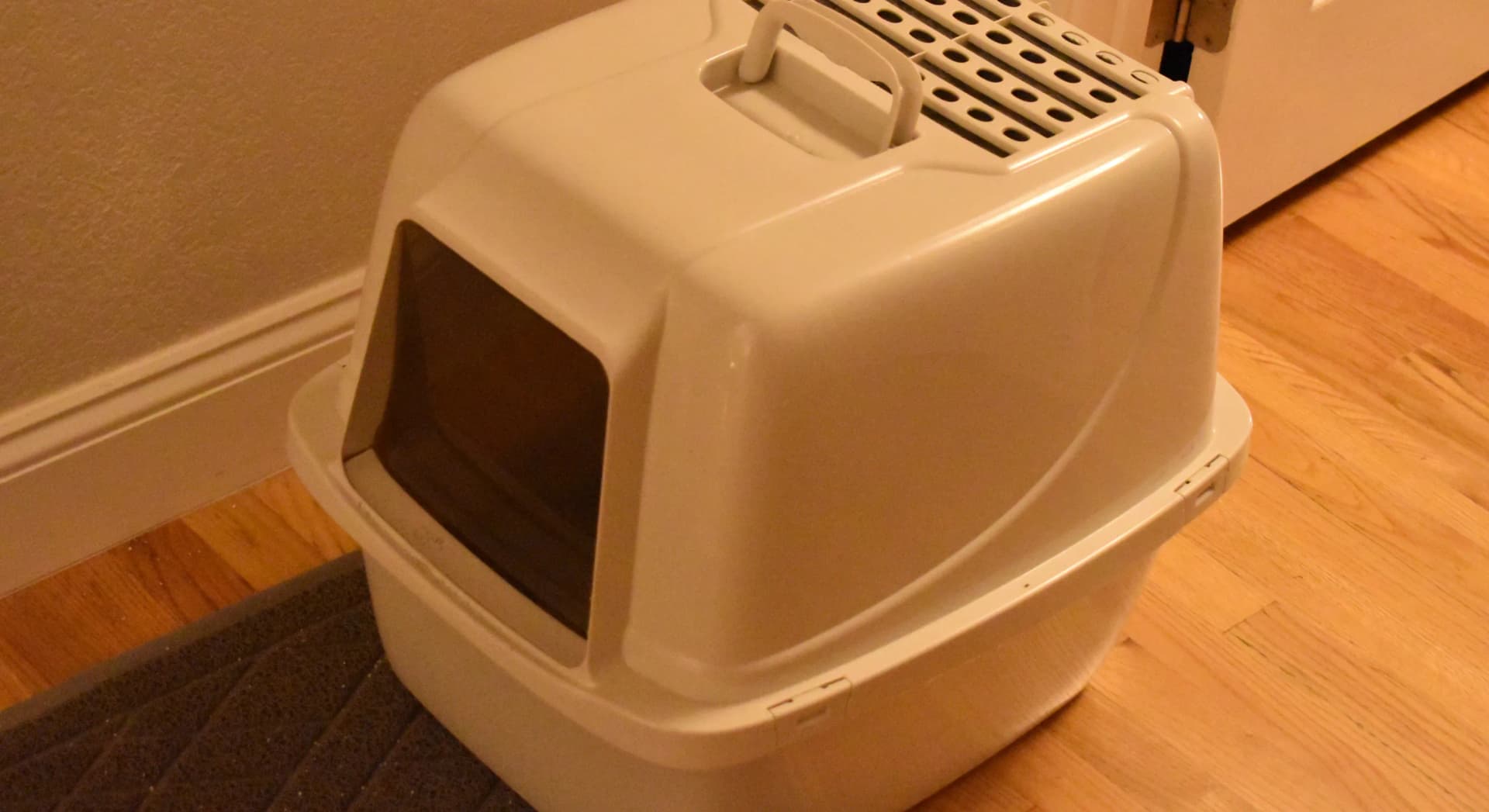 Litière de chat usagée : poubelle, compost ou toilettes ?